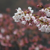 桜雨 1