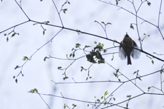 頭上のヤマガラ