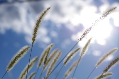 風が語りかけます