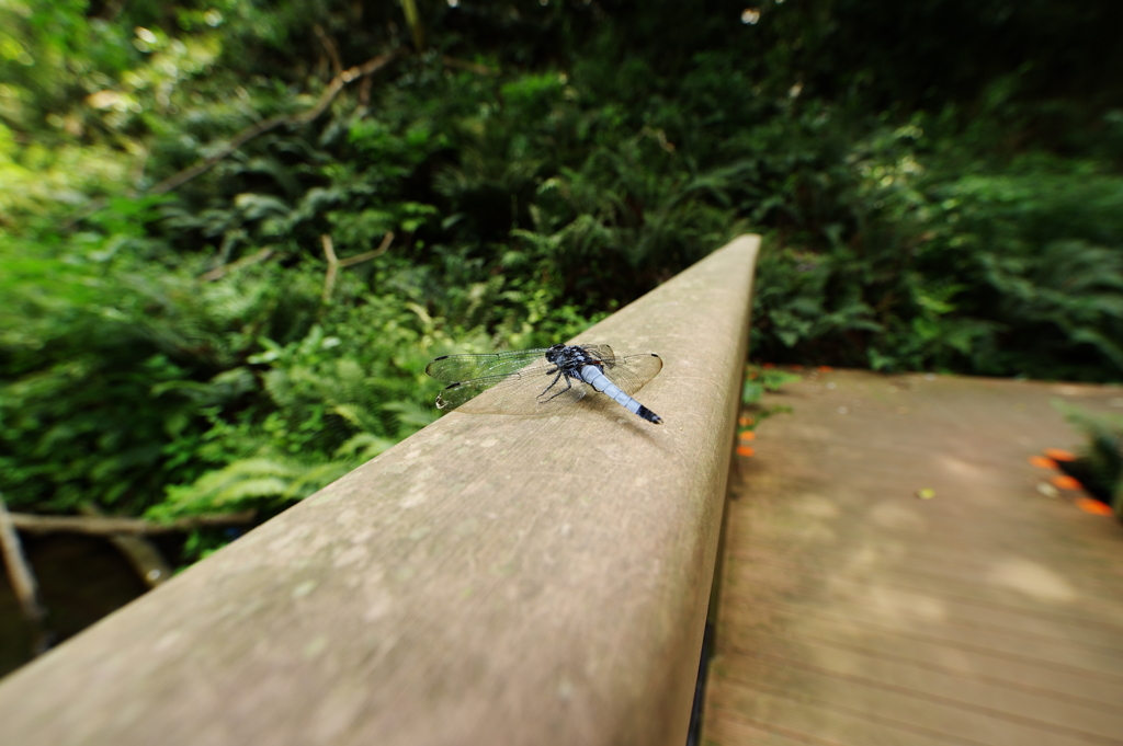 だるまさんがころんだ6