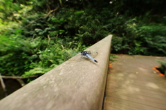 だるまさんがころんだ6