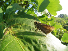 同じセセリを撮ってみた1