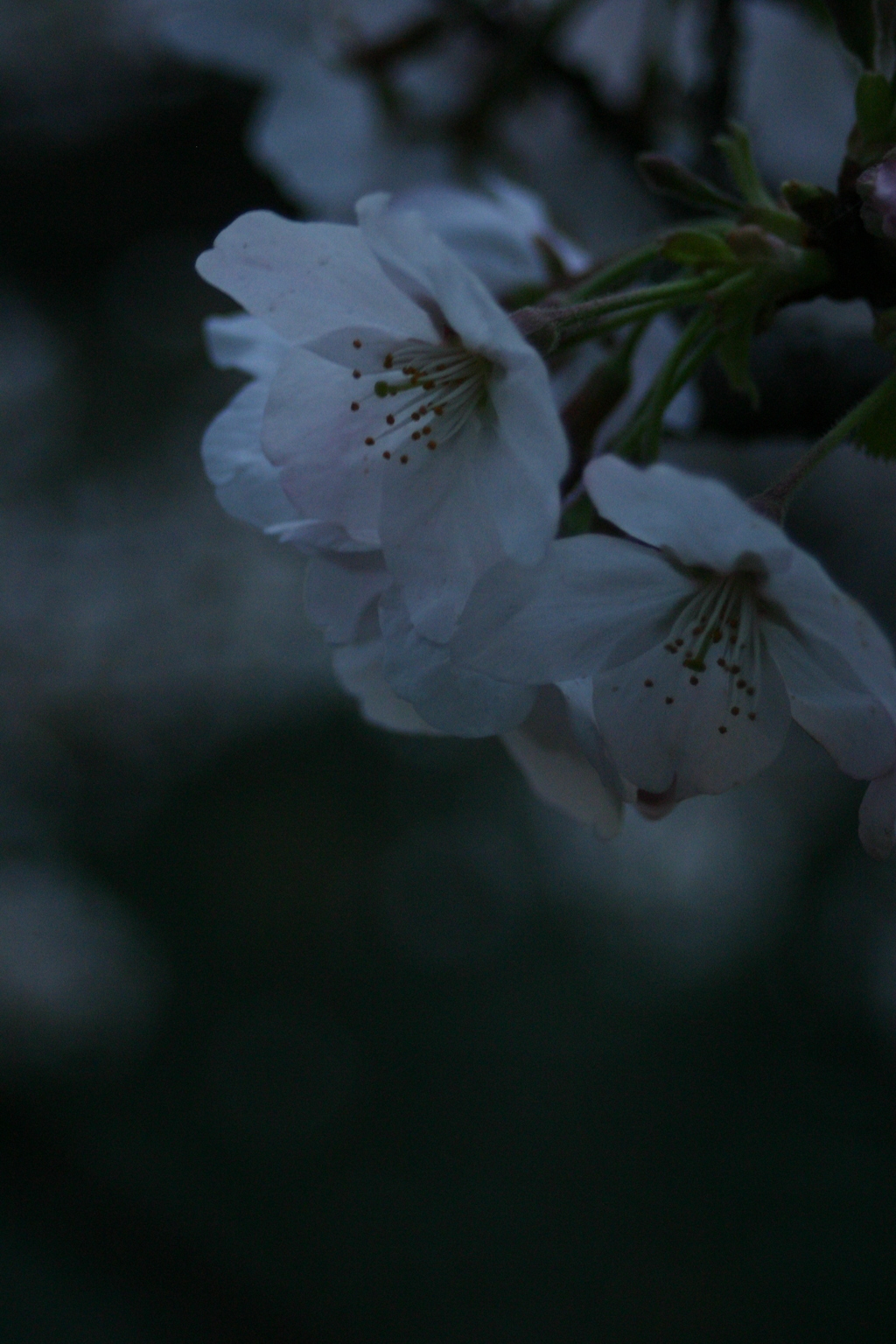 夕暮れに咲く