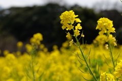 菜の花畑（借りてきたX-T1で その５）