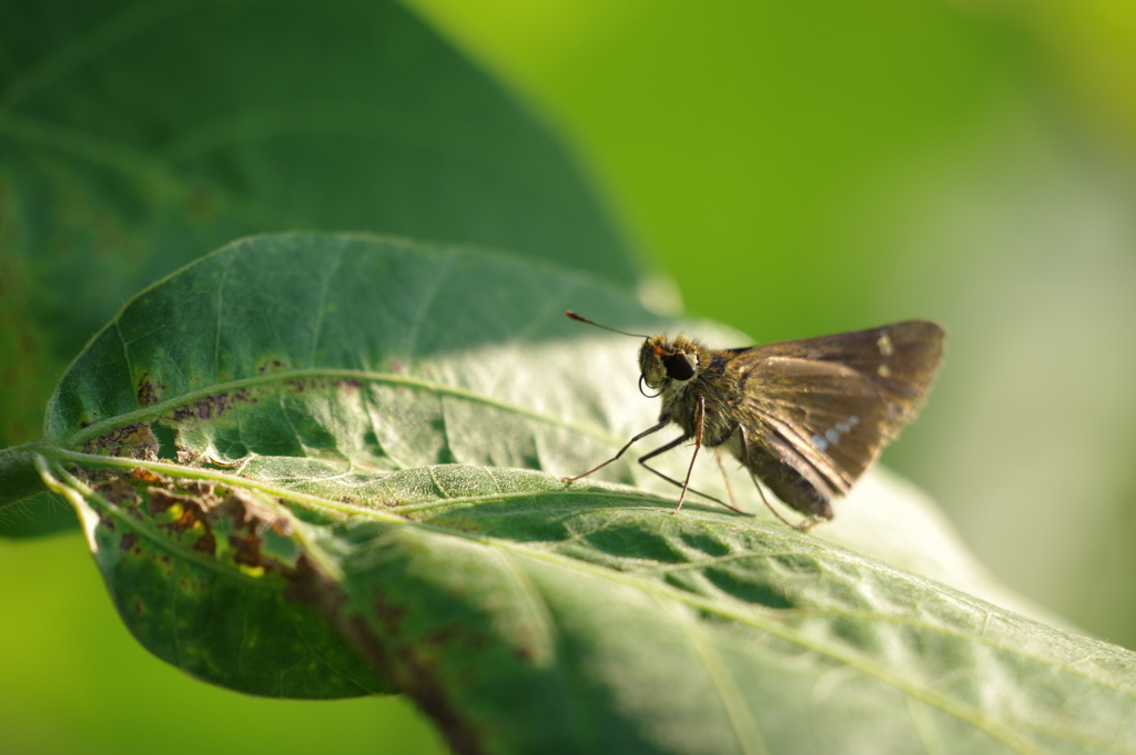 同じセセリを撮ってみた2