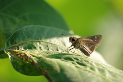 同じセセリを撮ってみた2