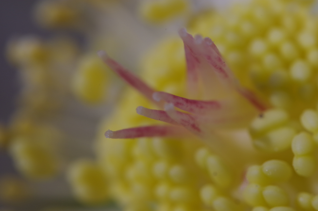 新年は新レンズで3