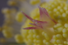 新年は新レンズで3