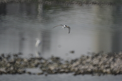 コアジサシでMF練習 1