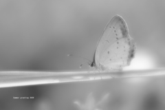 Summer greeting 2020