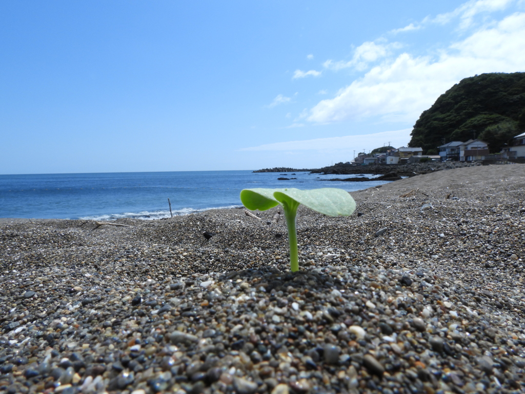 生きる