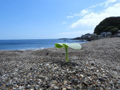 生きる