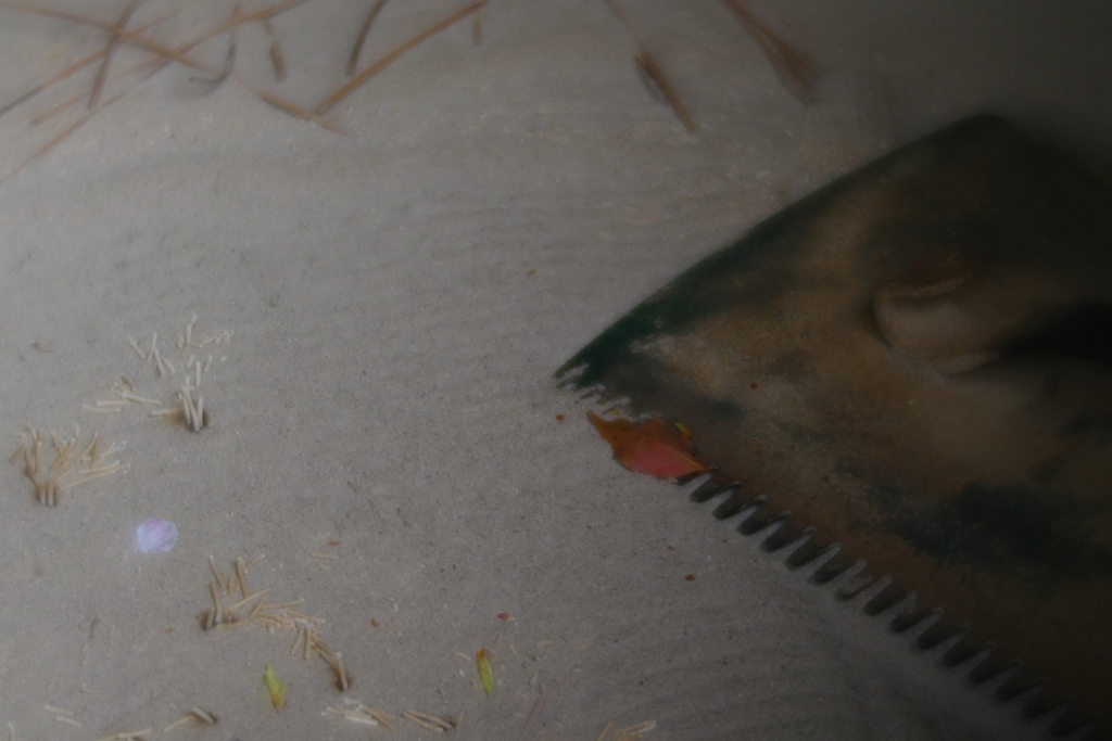 散り行くものたち