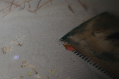 散り行くものたち