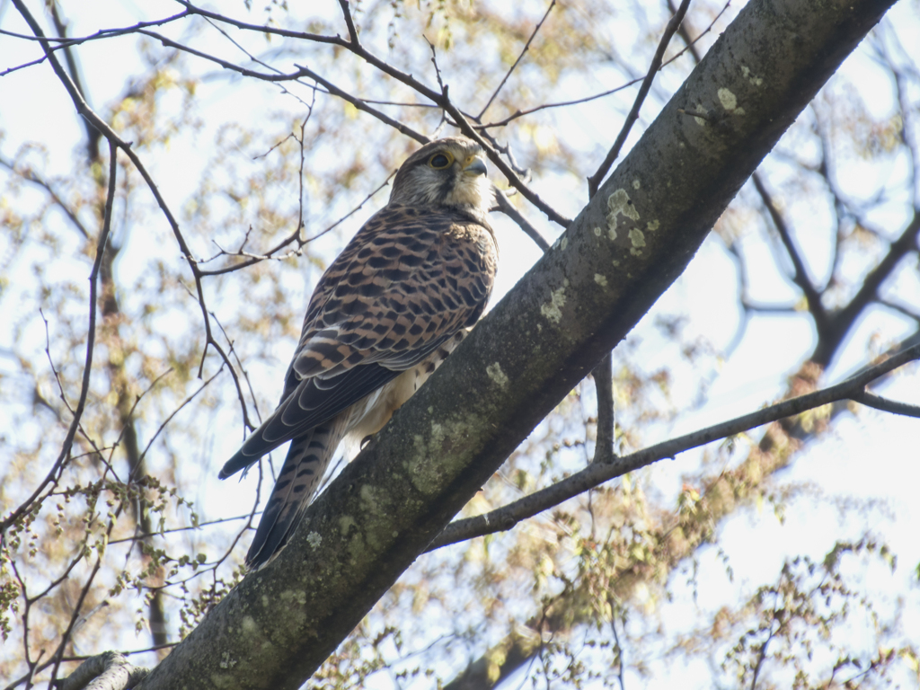 チョウゲンボウ