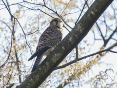 チョウゲンボウ