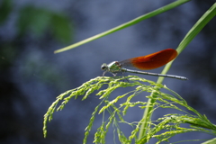 ニホンカワトンボ♂橙色翅