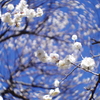 グルグル梅