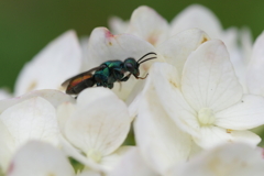 ハラアカマルセイボウかな？