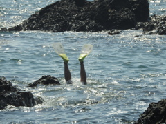 ある意味晩春ならではの光景