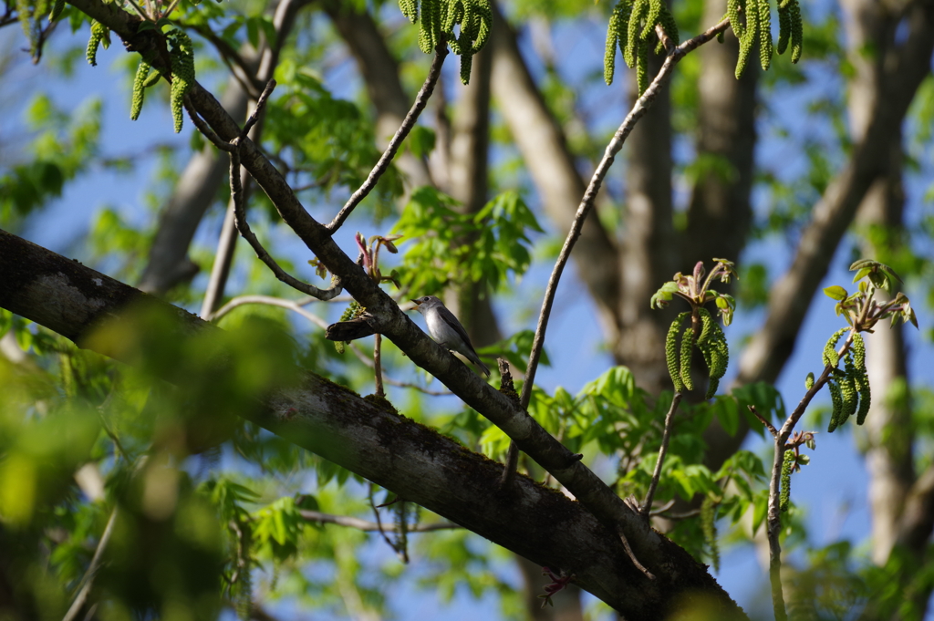 コサメビタキかな