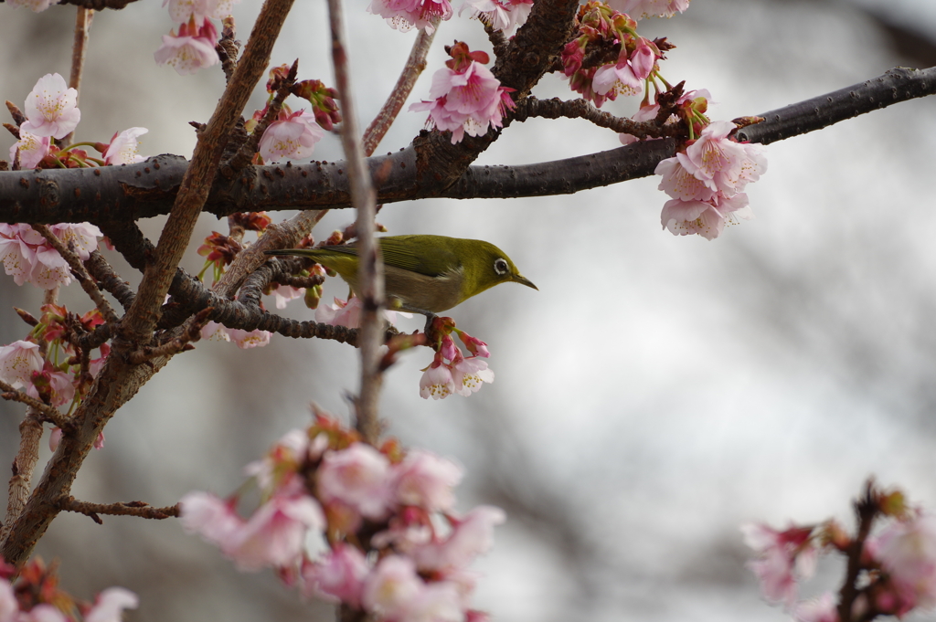 清水散策6 桜めじろ