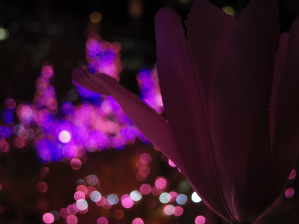 夜の香り 1