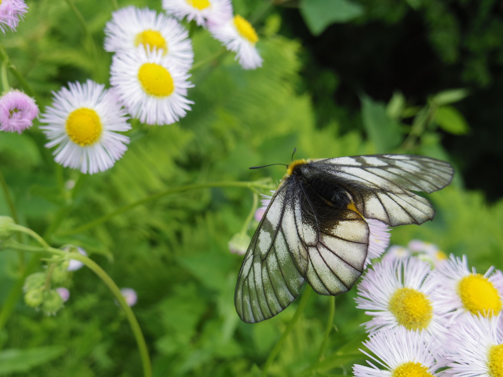 ウスバシロチョウ