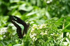 アオスジアゲハ