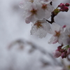 桜雨 2