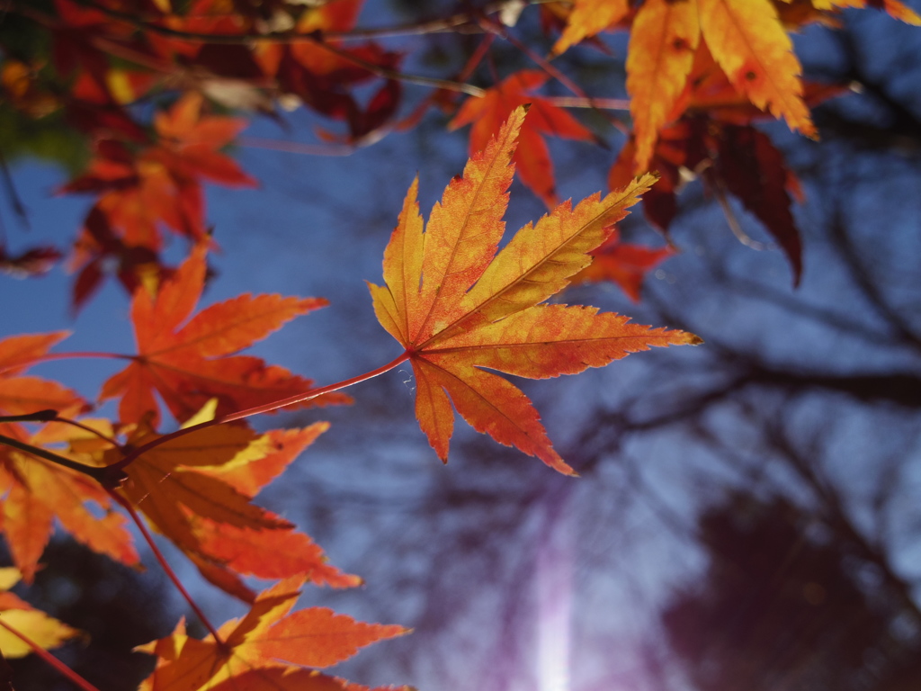 元日を浴びて輝く