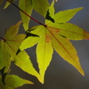 紅葉5
