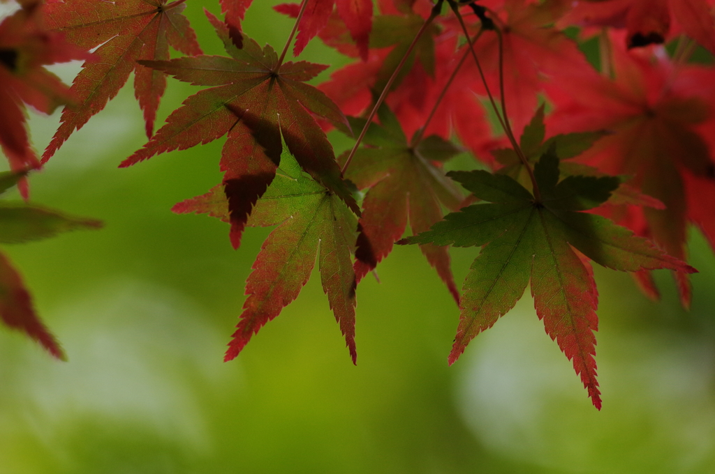 紅葉3