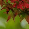 紅葉3
