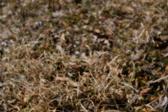 キタテハを見つけた