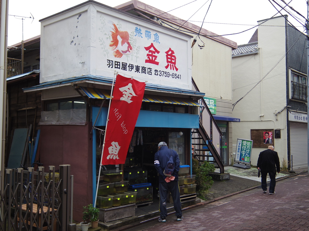 金魚屋さん