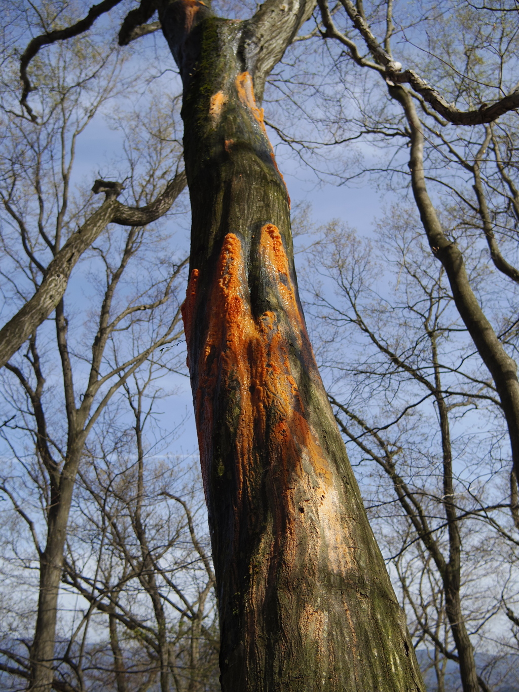 注意喚起：春山でこんな木見たら音鳴らそう