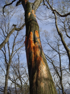注意喚起：春山でこんな木見たら音鳴らそう