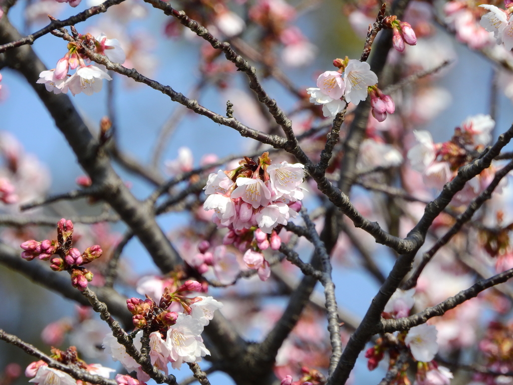 埼玉 川辺の春 2