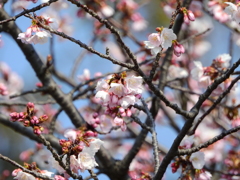 埼玉 川辺の春 2