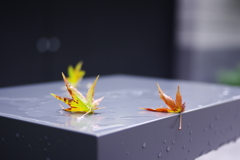 広尾散策その2 - 秋の始まり