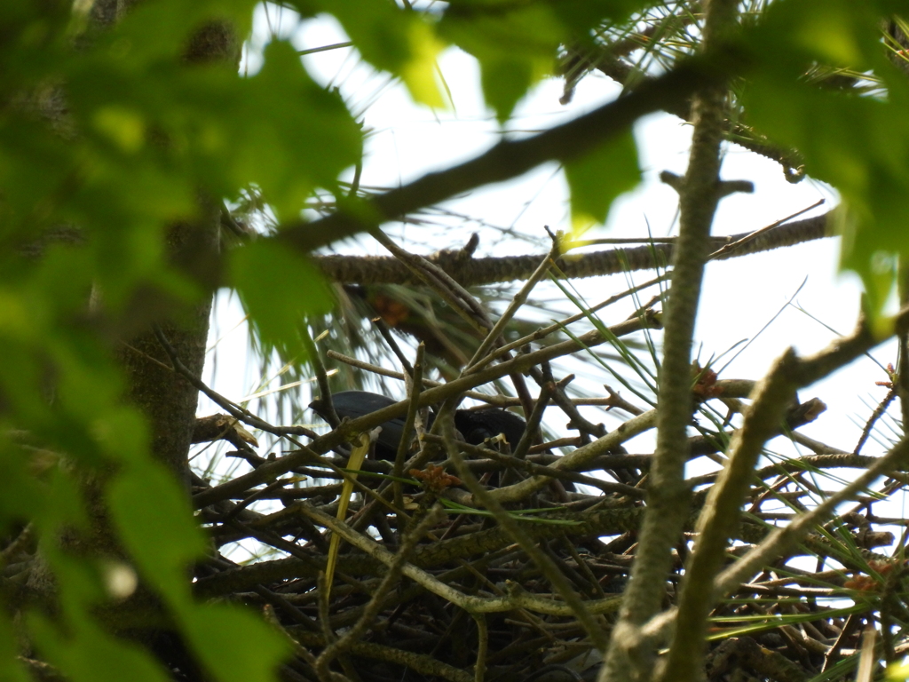 ご近所猛禽番外編1