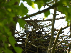 ご近所猛禽番外編1