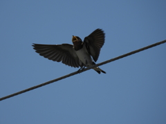 おかーさーーん!!