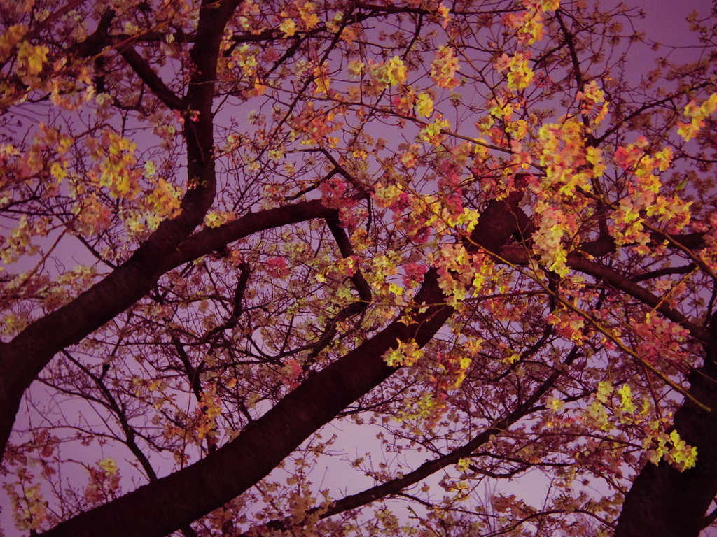 飛鳥山の夜桜2