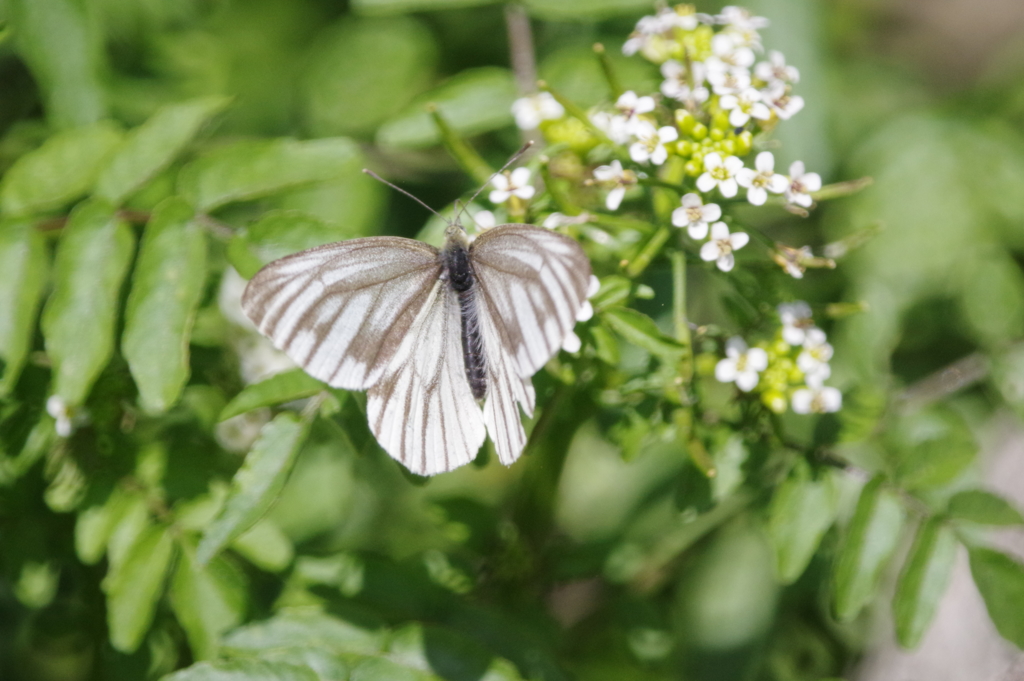 スジグロシロチョウ♀