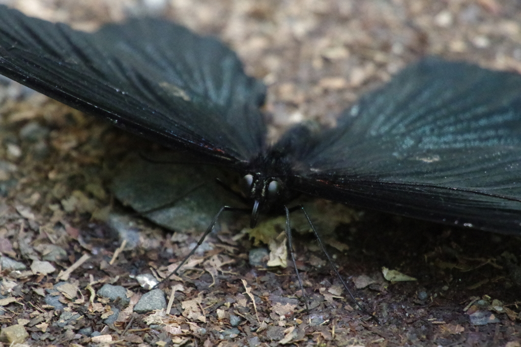 ナガサキアゲハ