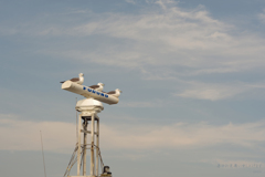 暑中お見舞い申し上げます