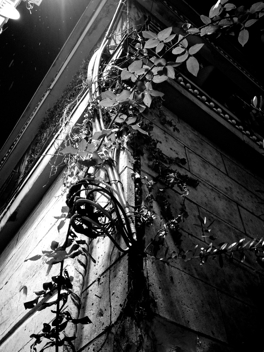 雨のパラダイス