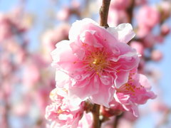 カメディア気分で、桃